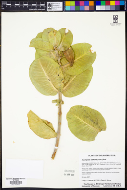 Asclepias latifolia image