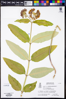 Asclepias purpurascens image