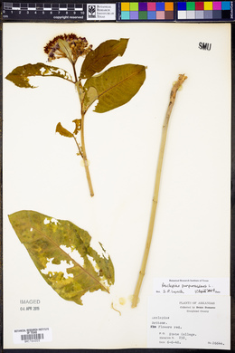 Asclepias purpurascens image