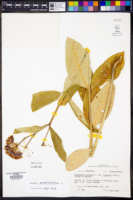 Asclepias purpurascens image