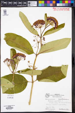 Asclepias purpurascens image