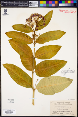 Asclepias purpurascens image