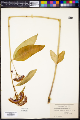 Asclepias purpurascens image