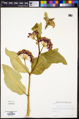 Asclepias purpurascens image