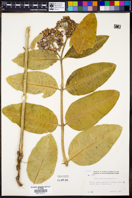 Asclepias purpurascens image