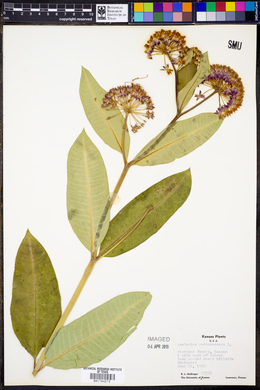 Asclepias purpurascens image