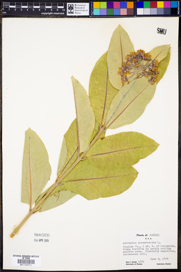 Asclepias purpurascens image