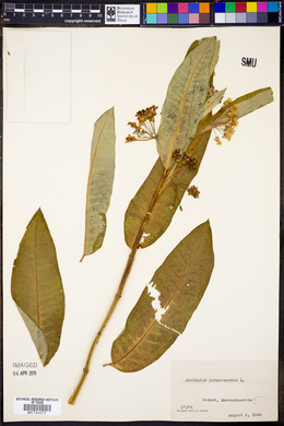 Asclepias purpurascens image