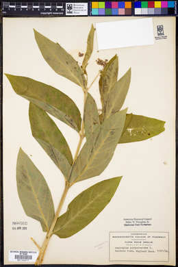 Asclepias purpurascens image