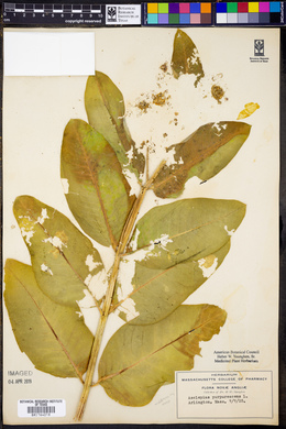 Asclepias purpurascens image