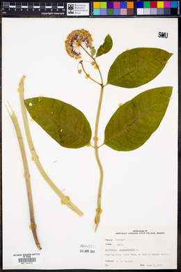 Asclepias purpurascens image