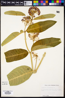 Asclepias purpurascens image