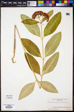 Asclepias purpurascens image