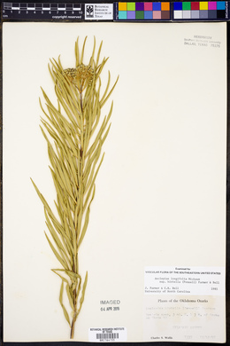 Asclepias longifolia image