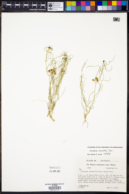 Asclepias macrotis image