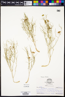 Asclepias macrotis image