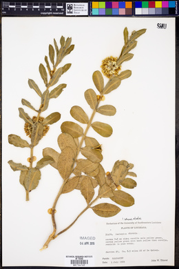 Asclepias obovata image