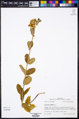 Asclepias obovata image