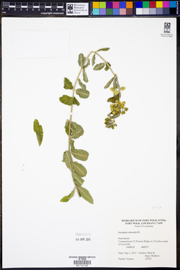 Asclepias obovata image