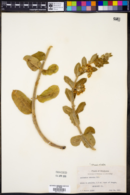 Asclepias obovata image