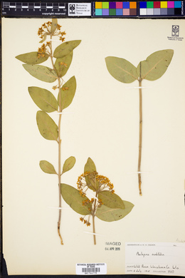 Asclepias ovalifolia image