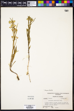 Asclepias pedicellata image
