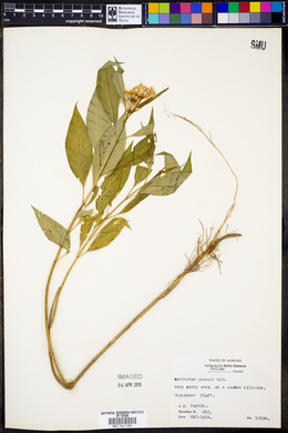 Asclepias perennis image