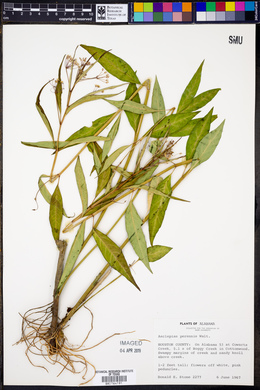 Asclepias perennis image