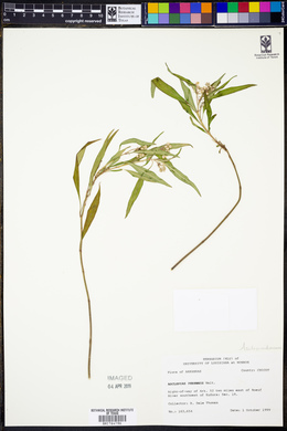 Asclepias perennis image