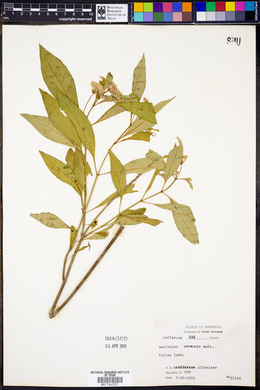 Asclepias perennis image