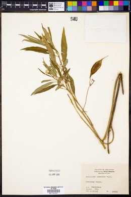 Asclepias perennis image