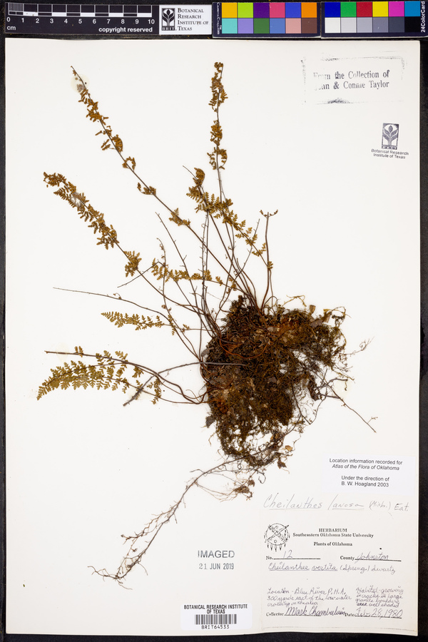 Cheilanthes vestita image