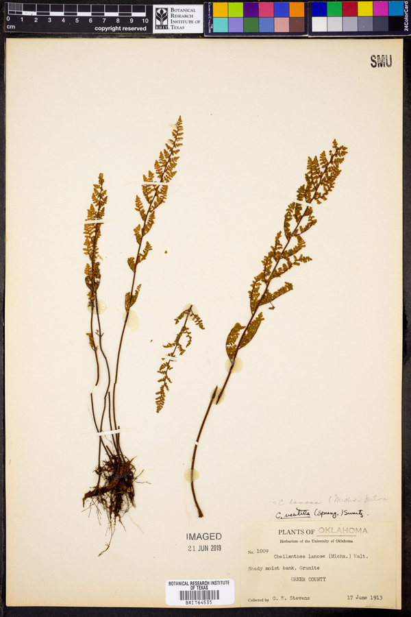 Cheilanthes lanosa image