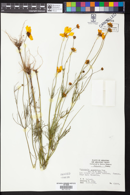 Coreopsis grandiflora image