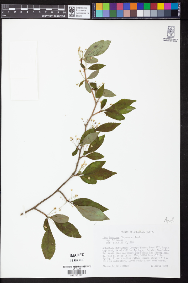 Ilex longipes image