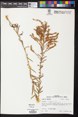 Solidago tortifolia image