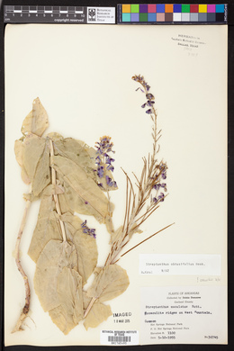 Streptanthus obtusifolius image