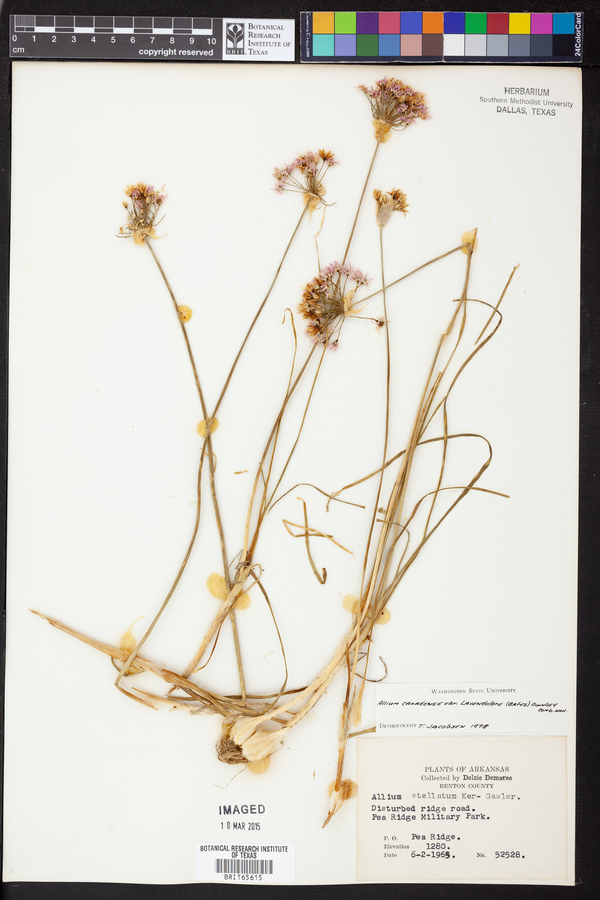 Allium canadense var. lavandulare image