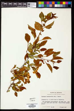 Crataegus brachyacantha image