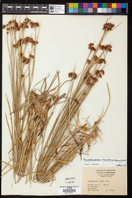 Rhynchospora globularis image