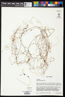 Scleria verticillata image