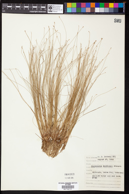 Eleocharis brittonii image