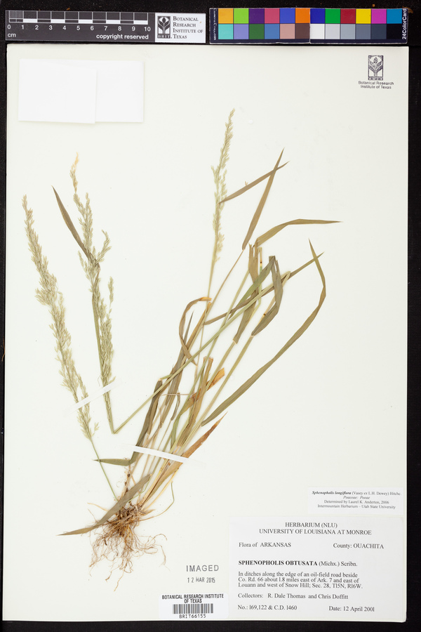 Sphenopholis longiflora image