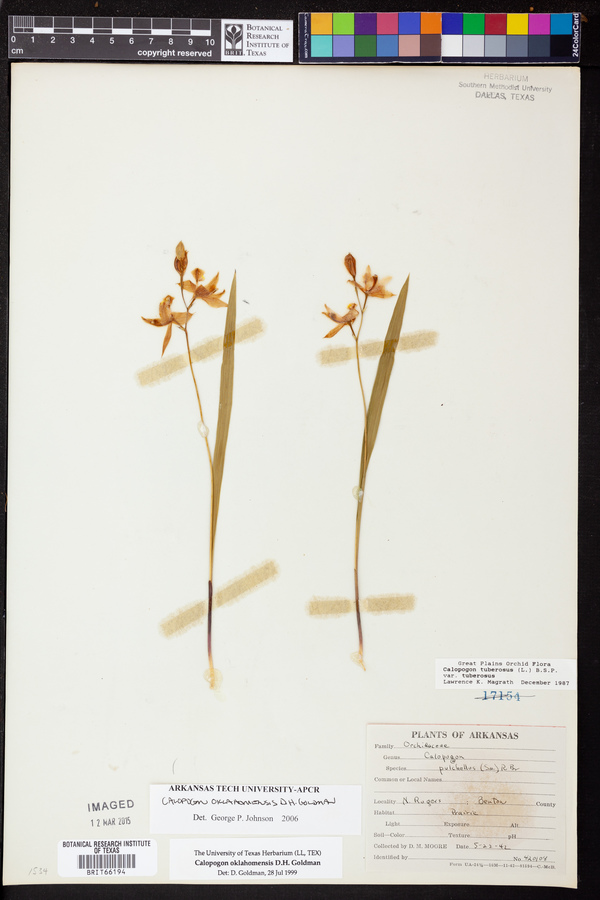 Calopogon oklahomensis image