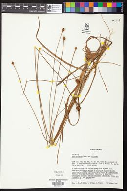 Xyris difformis image