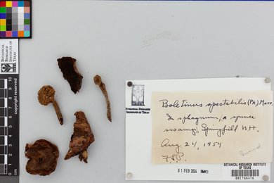 Boletinus spectabilis image