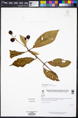 Clusia spathulifolia image