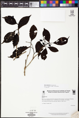 Image Associated With the Occurence