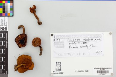 Boletus viridiflavus image