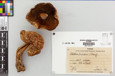 Gyrodon lividus image
